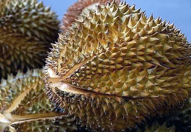 Durian exports increase by 573 1 in four months