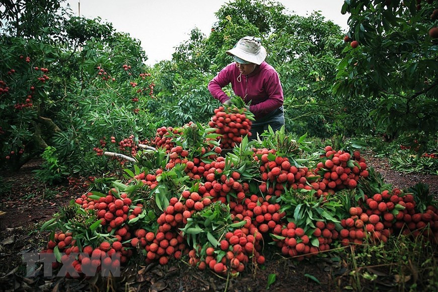 First fresh lychee batch exported to China through Kep railway station