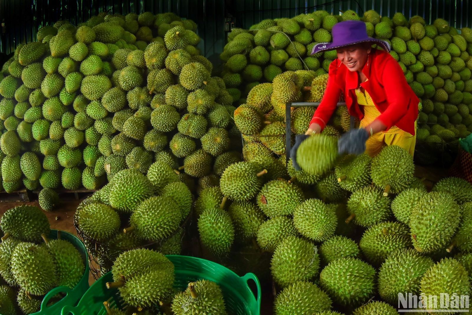 Ripe fruit season in southern locality
