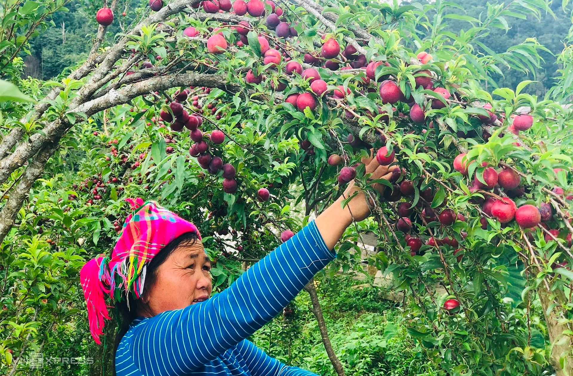 Son La’s plum to be served on Vietnam Airlines flights
