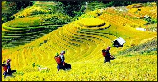 Indian newspaper praises sculpture of Sapa terraced fields