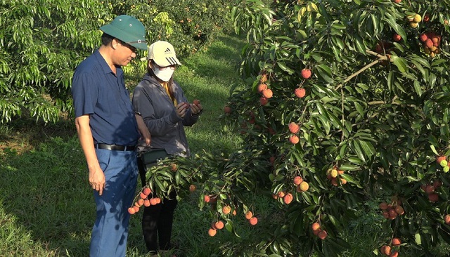 Vietnamese seedless lychees exported to Japan and UK