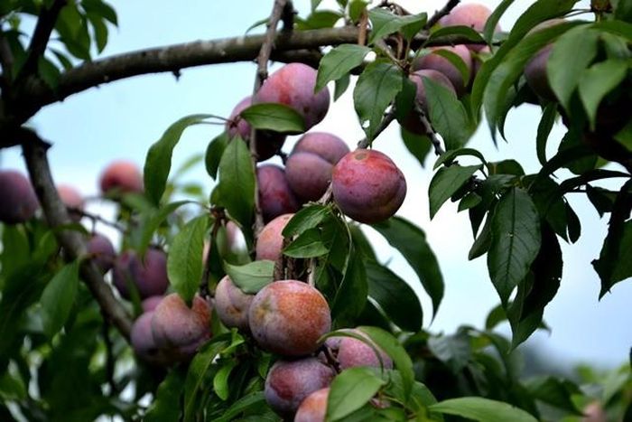 Plum season in highland areas
