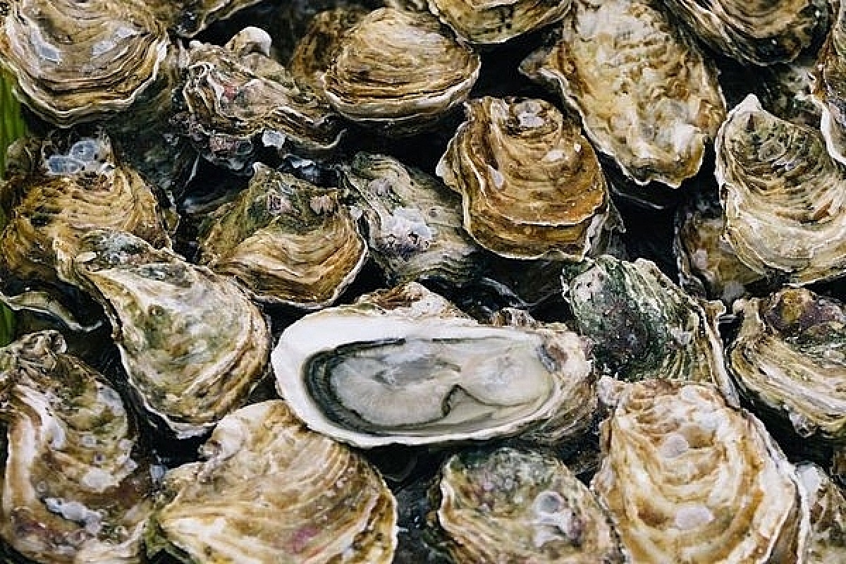 Vietnam’s oyster and sea cucumber exports soar
