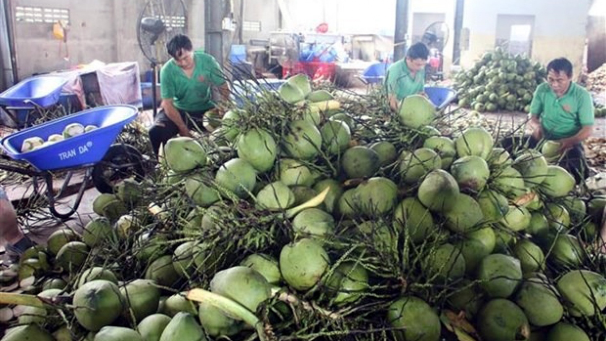 Opportunity to officially export fresh Vietnamese coconuts to China