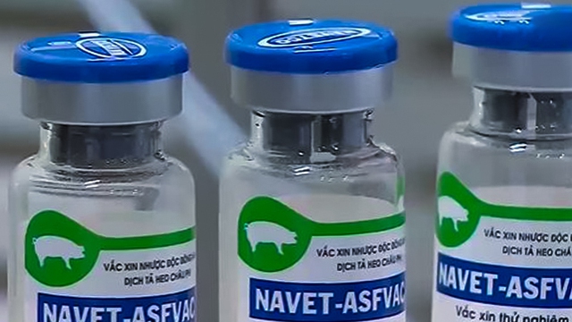 Vietnam’s African swine fever vaccines exported to Philippines and Indonesia