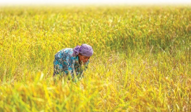 Cambodia, Indonesia agree on rice trade cooperation
