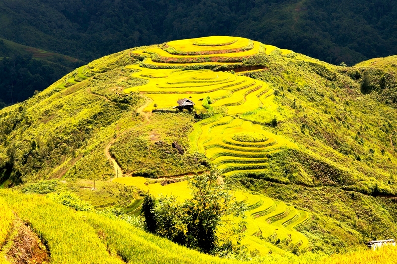 Northwest yellow color