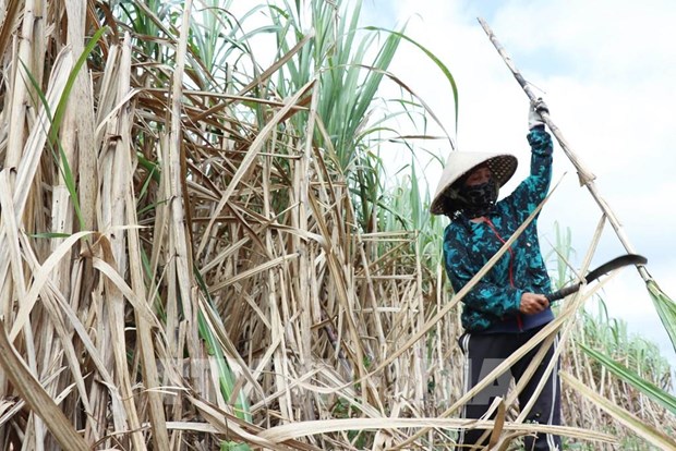 Over 17 tonnes of sugarcane from Hoa Binh exported to the US