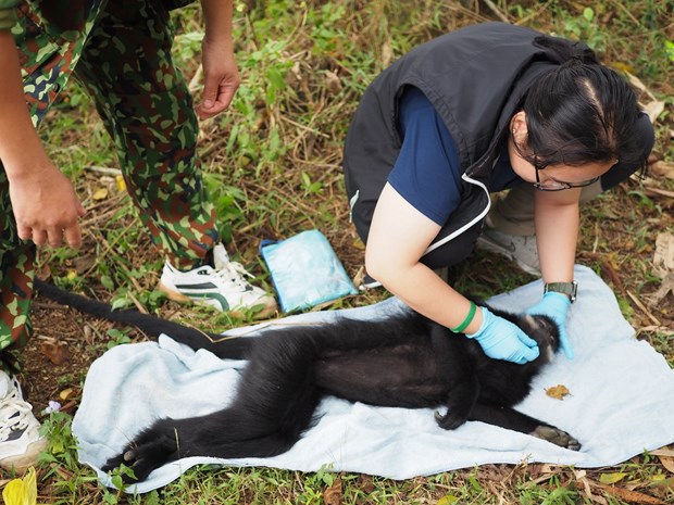 Bac Kan Endangered langur relocated for preservation