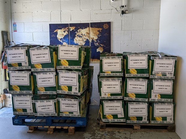 UK is potential market for Vietnamese durian