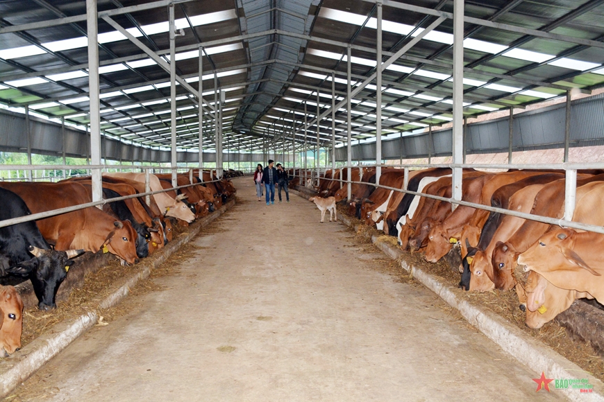 Vietnam, Australia seek cooperation in cattle raising