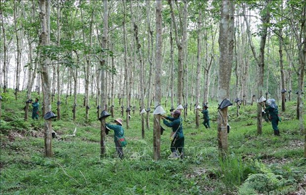Over 20 firms win recognition of “Vietnam Rubber” brands