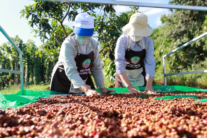 Coffee export to Germany enjoys sharp increase
