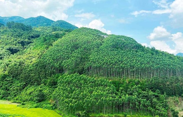 Vietnam earns 51 5 million USD from first forest carbon credit sale