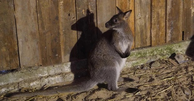 Australian Embassy helps centre with care for suspectedly smuggled wallabies