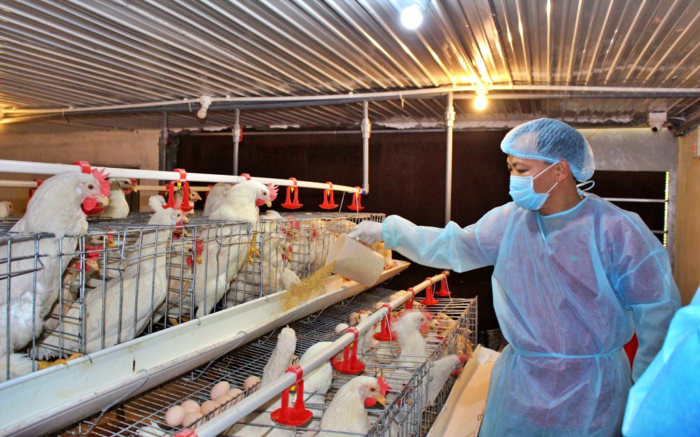 Vietnam sees opportunities to export poultry meat to China