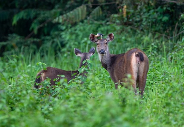 Quang Nam launches biodiversity exhibition, wildlife campaign
