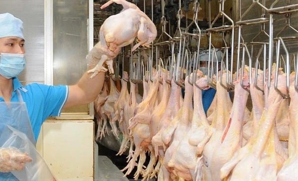 Vietnam’s chicken meat to be exported to Islamic nations
