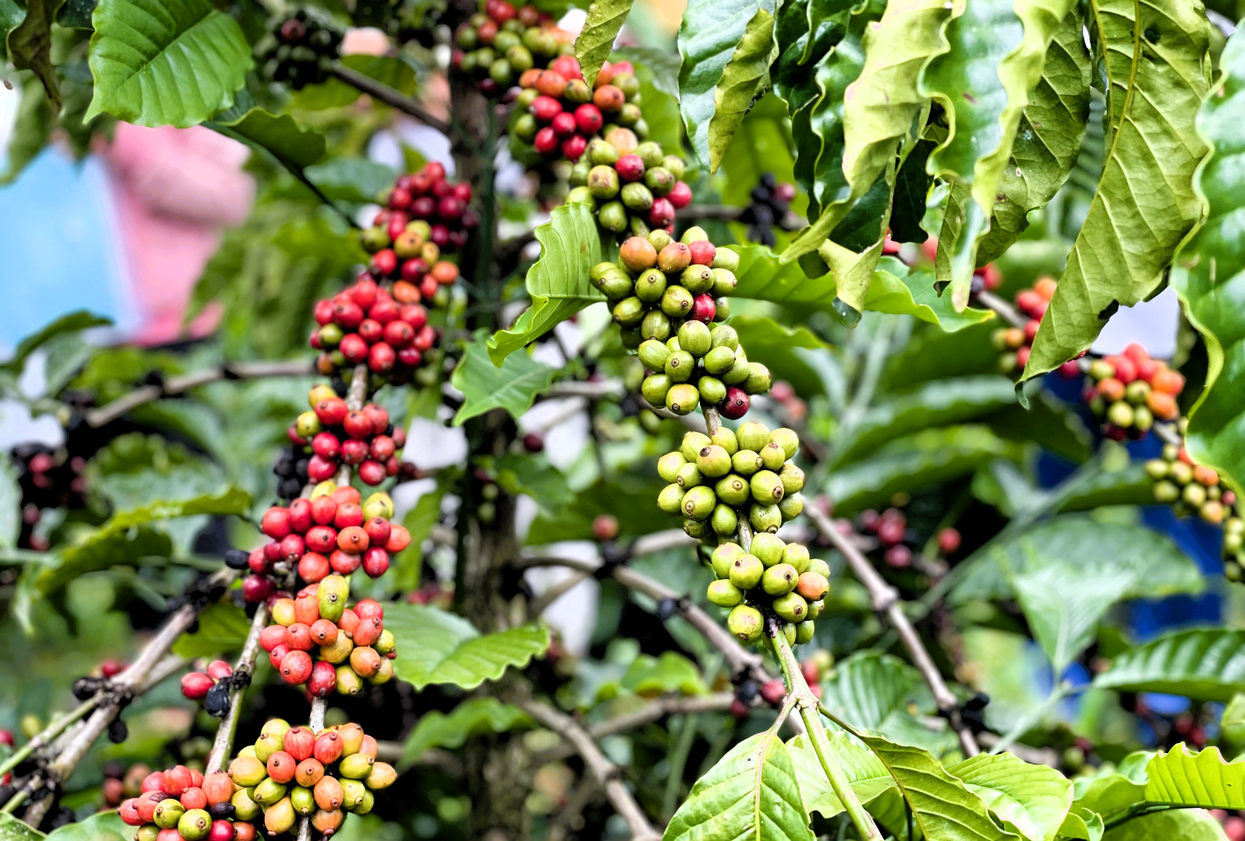 Joint initiative to upgrade agricultural circular businesses in Viet Nam