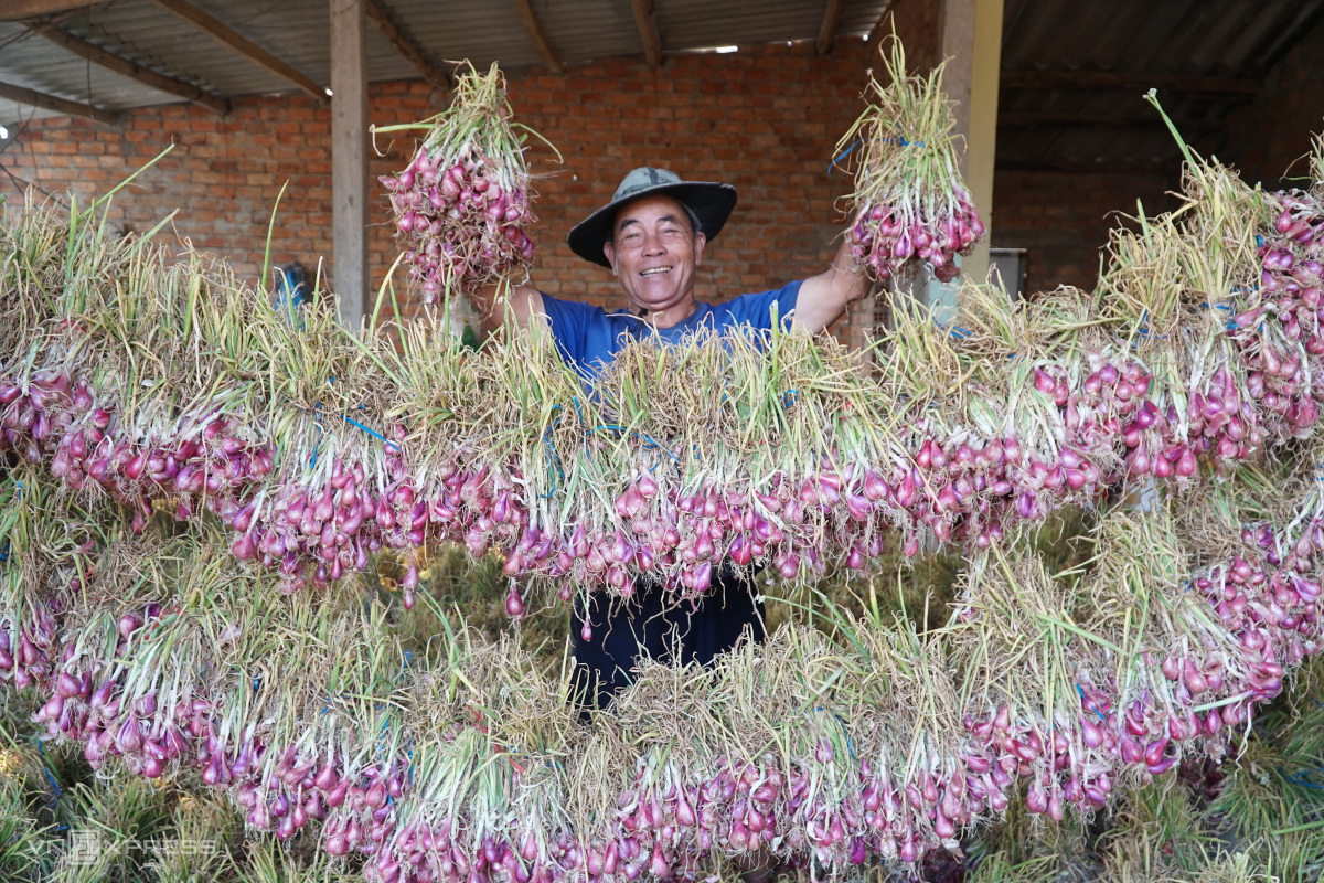 Purple onion capital in Quang Ngai