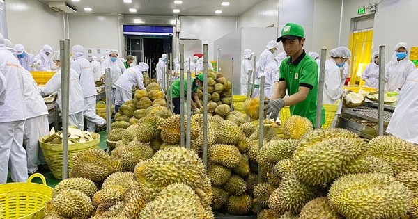 Durian exports gross US 253 million in first quarter