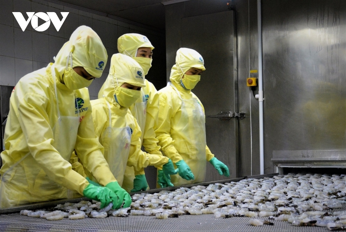 Ca Mau strives to earn over 1 6 billion USD from shrimp export by 2030