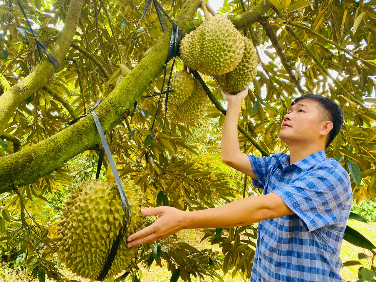 Thailand spends more than 22 5 million USD importing Vietnamese durian
