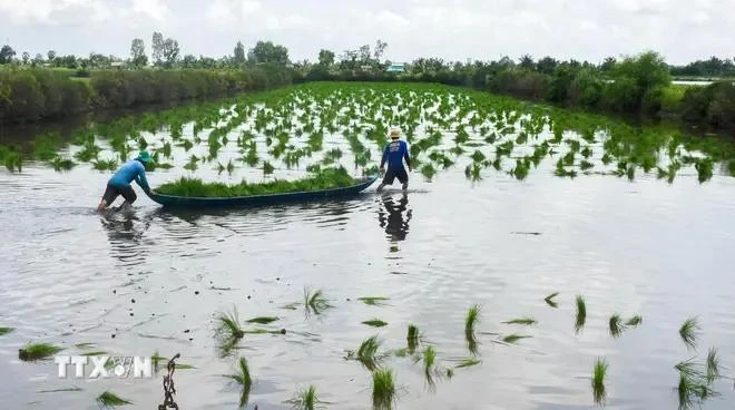Ca Mau to spend VND20 trillion to develop its shrimp industry