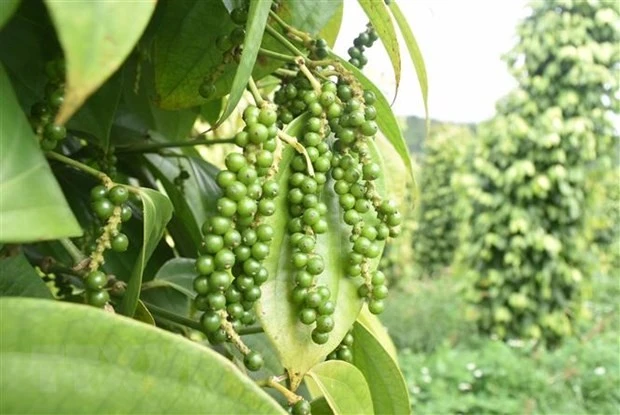 Vietnam s pepper export collects near 500 million USD