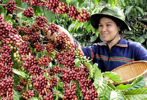 Coffee exports exceed 3 billion USD