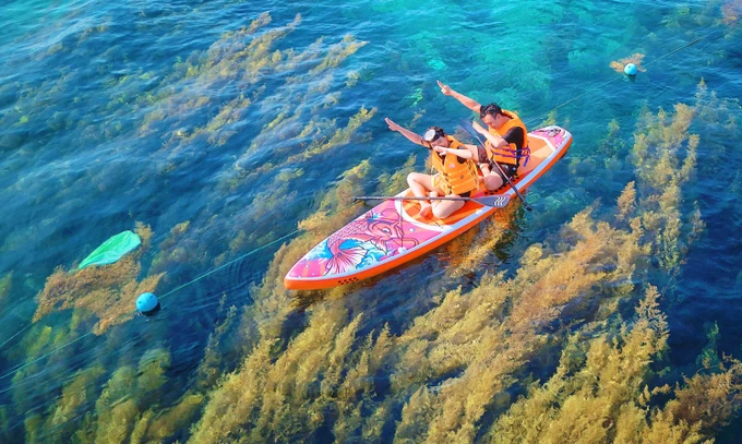 Underwater seaweed fields attract tourists in Binh Dinh