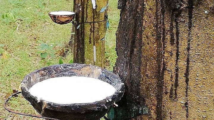 India Vietnam’s second largest rubber export market