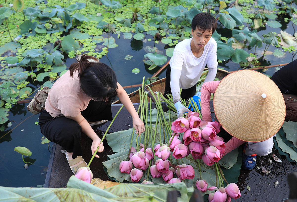 Hanoi Lotus Festival to take place from July 12 to 16
