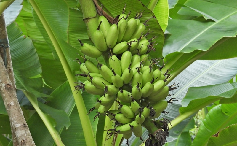 Highlands area famous for banana specialty
