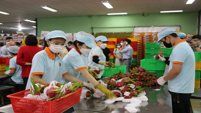 Vietnamese fruits and vegetables see opportunities to export to Germany