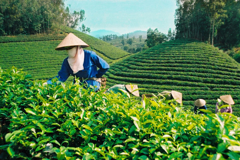 Tea exports grow 26 7 in first half