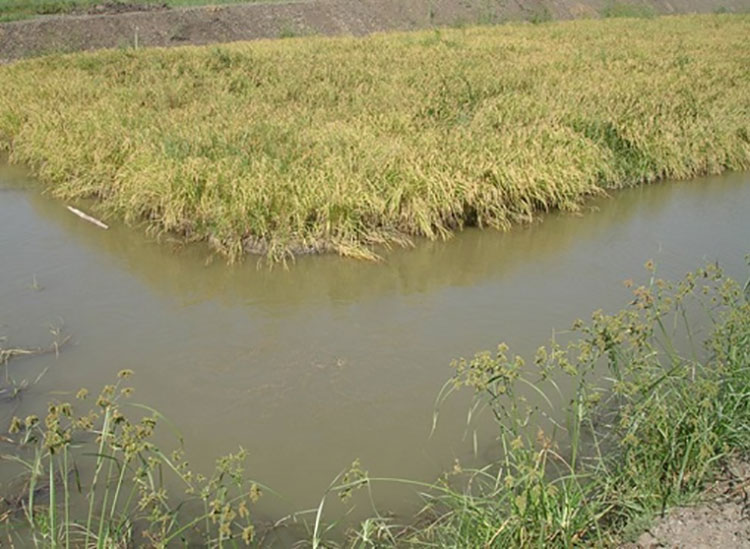 Hai Duong promoting model of organic rice and sand worm