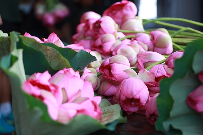 Hanoi Lotus Festival needs 140 volunteers