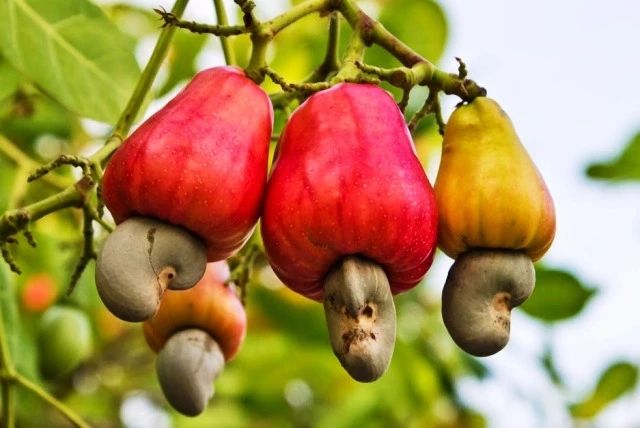 Vietnam mainly imports cashew nuts from Cambodia