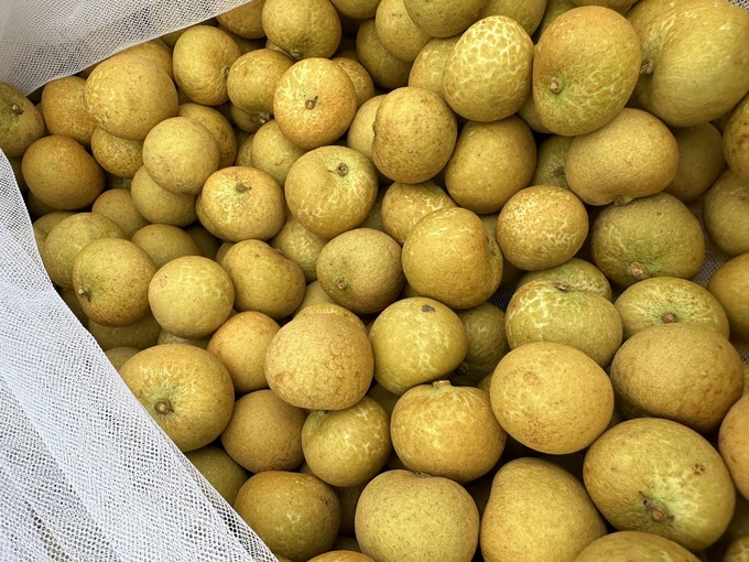 Can Tho exports over one ton of longan to US and Australia