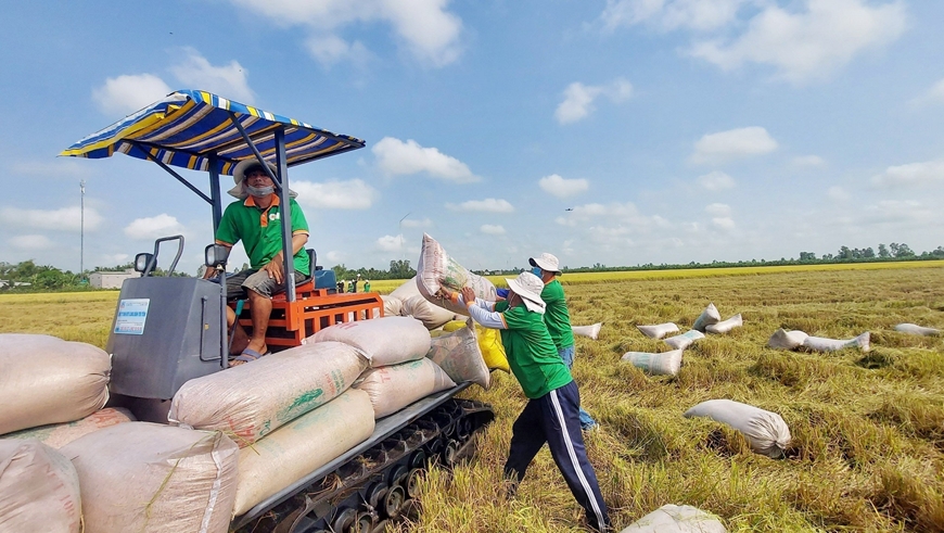 Vietnam bags nearly 3 3 billion USD from rice export in seven months