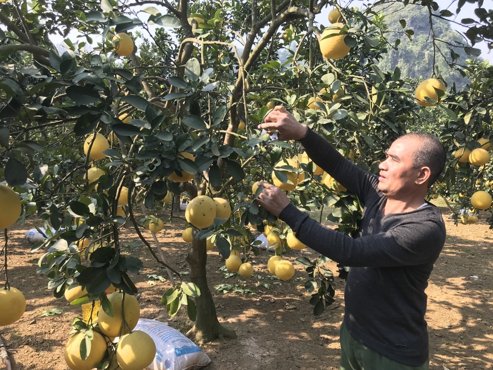 Export-standard pomelo well developed in Hanoi
