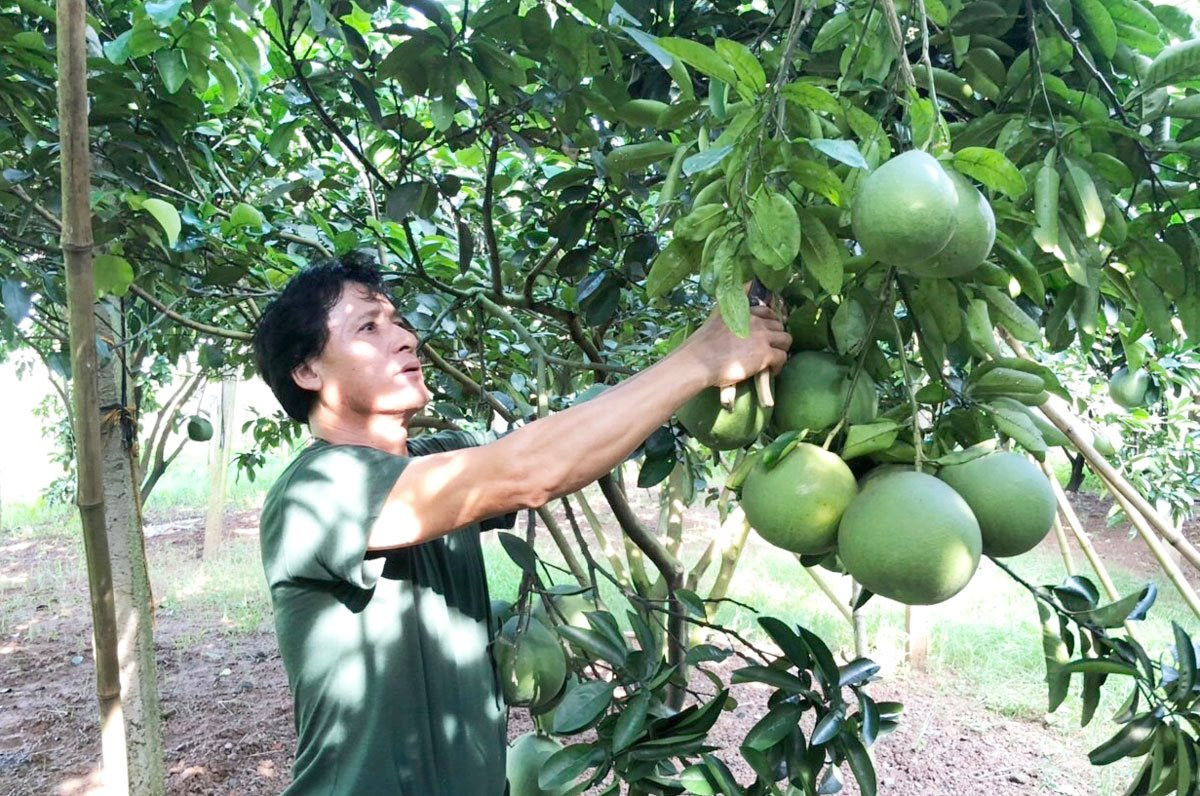 Hanoi develops export-standard pomelo growing areas