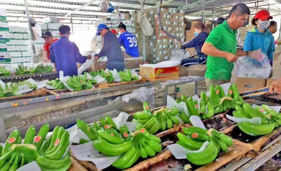 RoK becomes second largest market importing fruits and vegetables from Vietnam