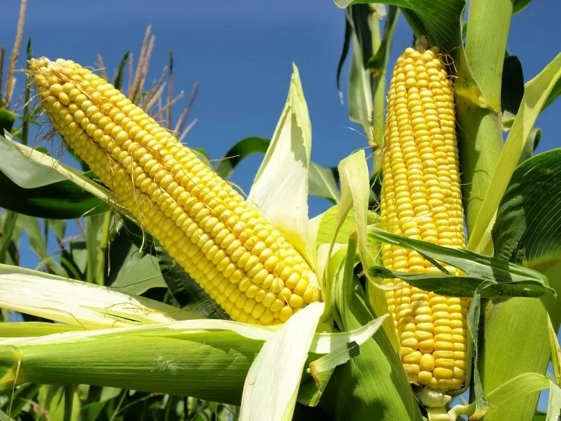 Argentina becomes biggest corn supplier to Vietnam