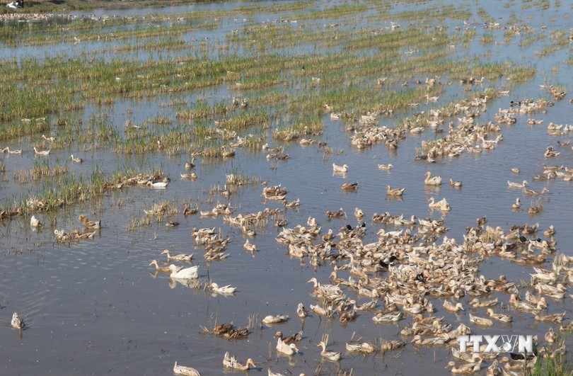 Hanoi’s specialty plants and animals strongly protected and developed