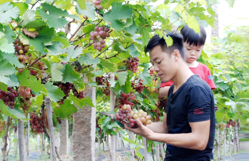 Hanoi district develops ecological agriculture models