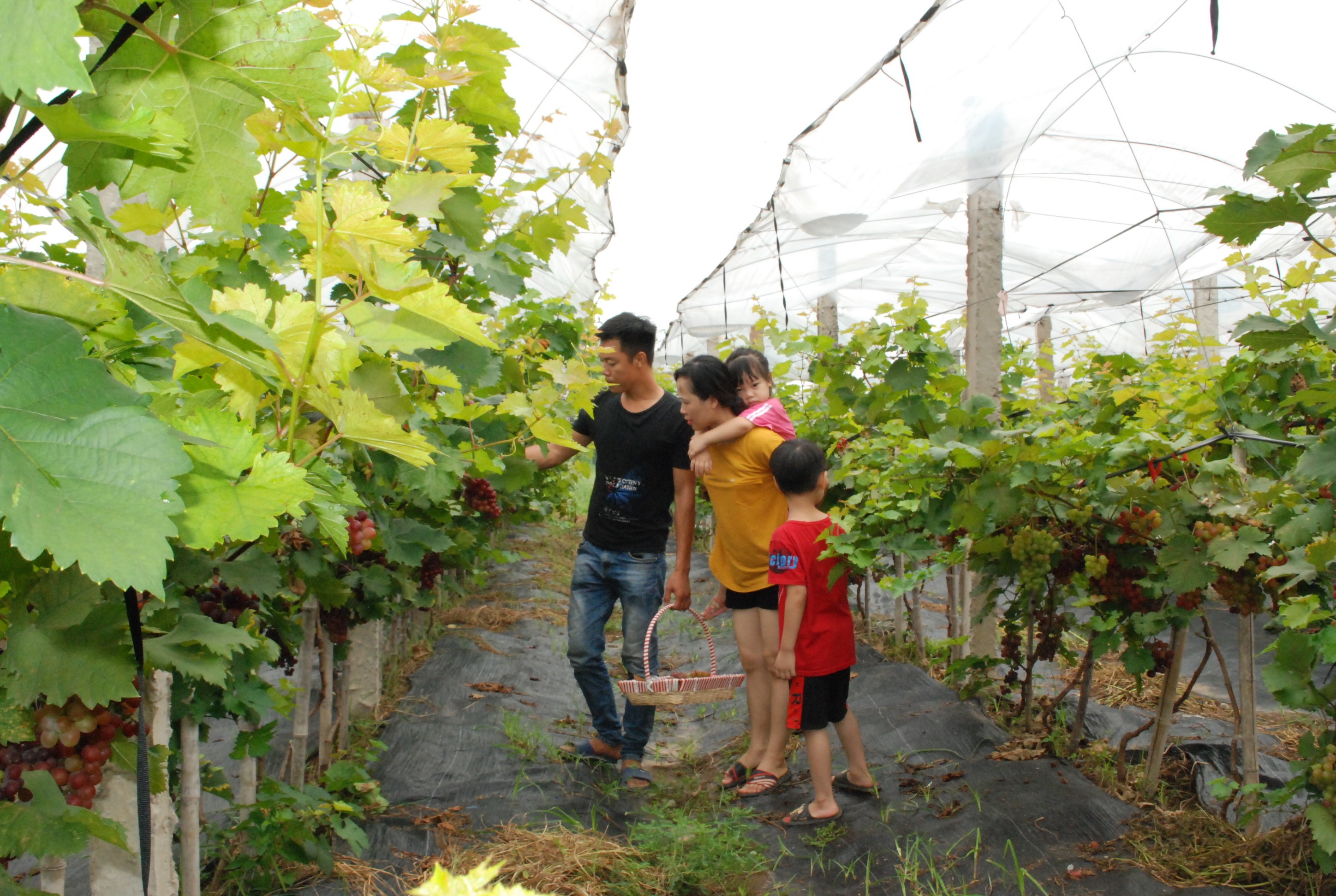 Ecological agriculture models boosted in Hanoi