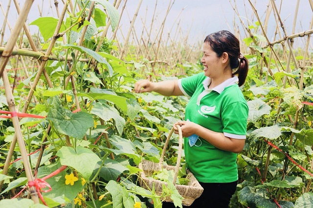 Hanoi expands organic agricultural production models